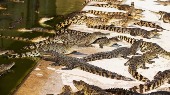 Crocodile farm