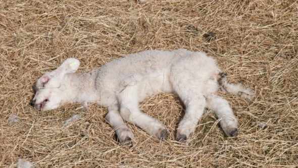 Dead lamb