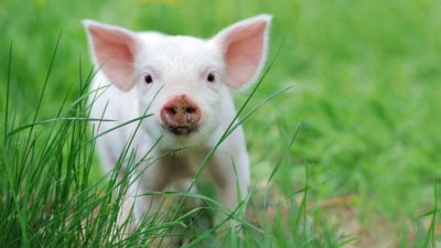 Donate page pig background image