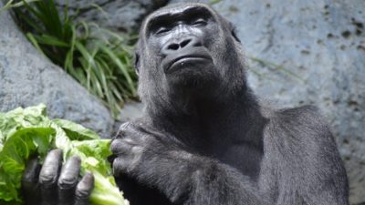 The physiology of a vegan