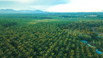 10 facts about palm oil you need to know